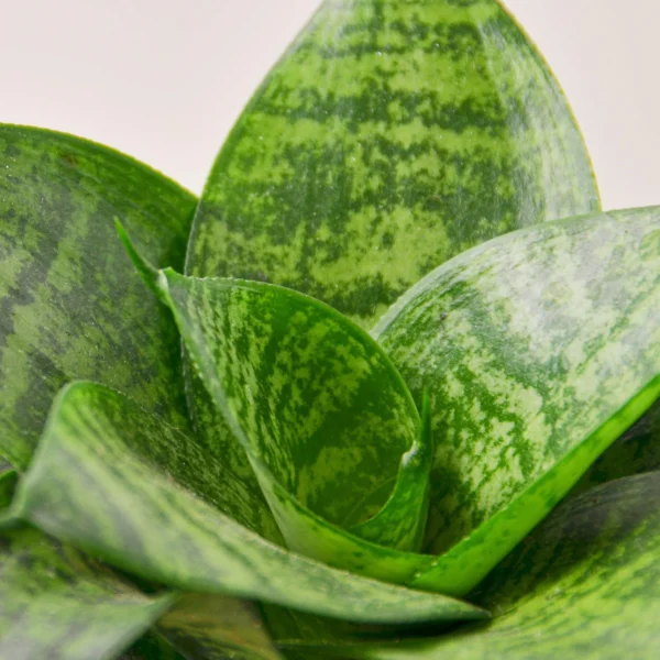 Snake Plant 'Forest Star' - Image 2