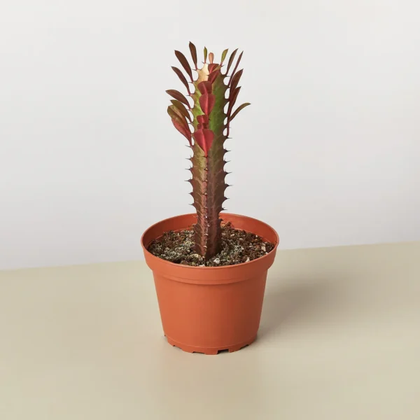 Succulent Euphorbia 'Trigona Rubra'