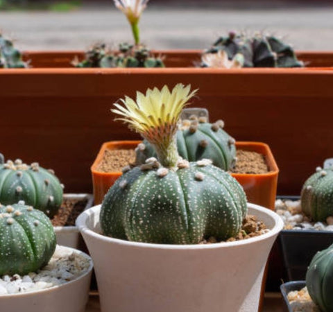 Sand Dollar Cactus