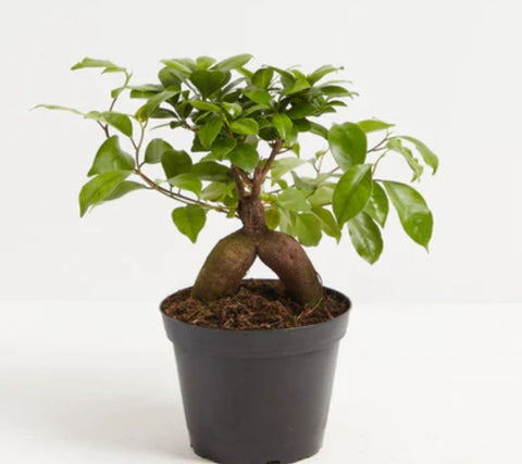 Ficus Ginseng Bonsai