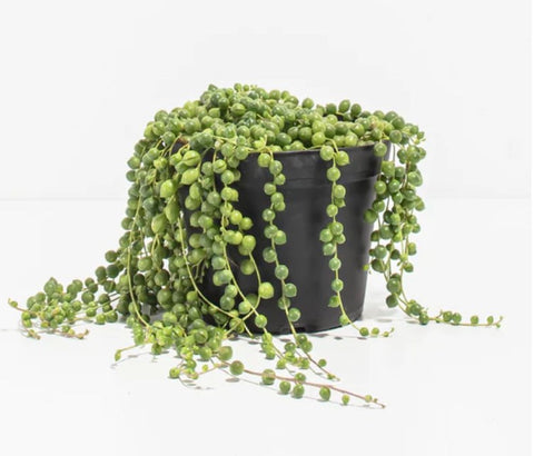 String of Pearls