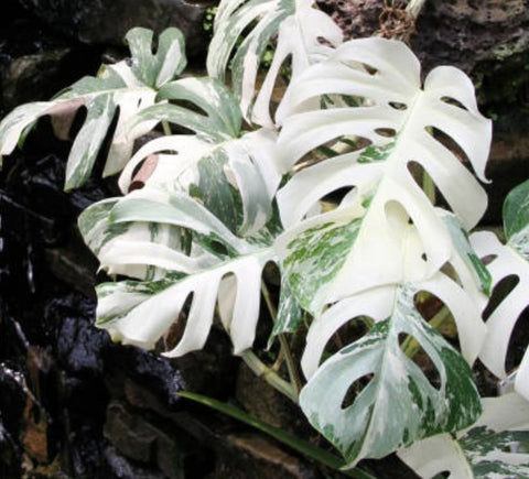 Monstera Albo