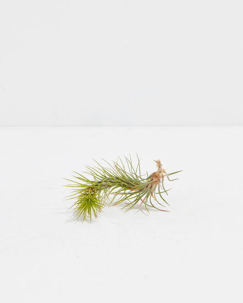 Funckiana Air Plant