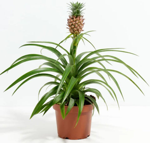 Pineapple Plant