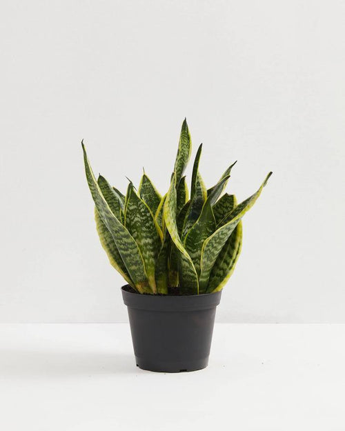 Sansevieria Futura Superba (Snake Plant)