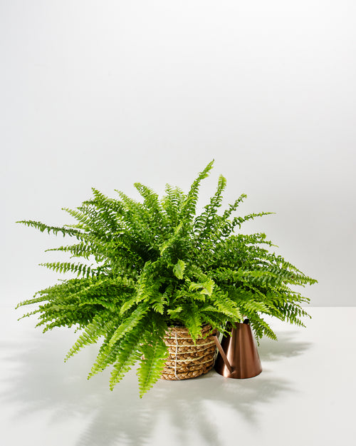 Boston Fern Plant