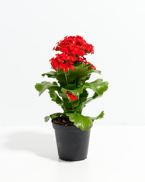 Blooming Kalanchoe Plant