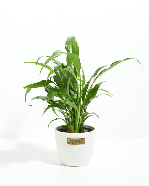 Peace Lily Plant (Spathiphyllum)