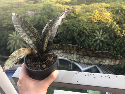 Sansevieria kirkii 'Coppertone'