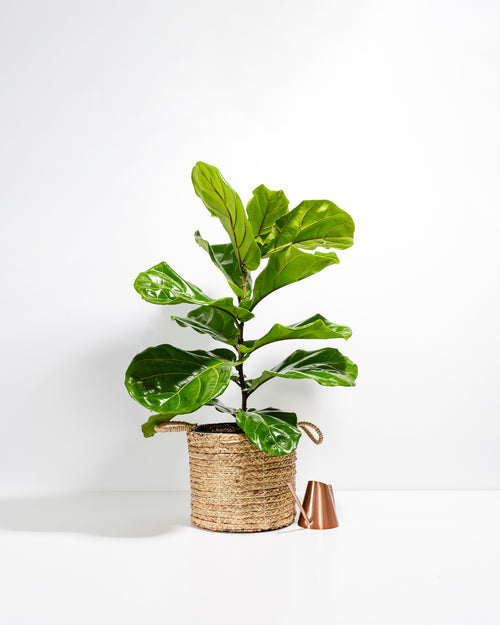 Fiddle Leaf Fig Tree (Ficus Lyrata)