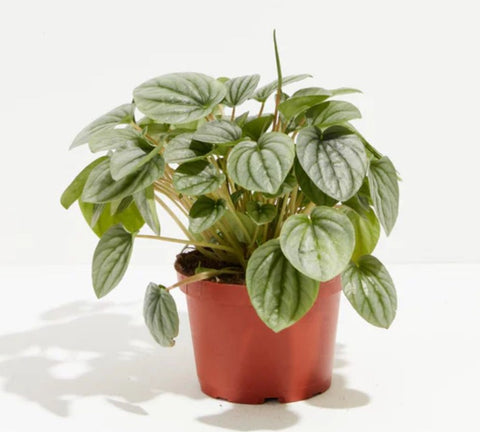 Peperomia Frost