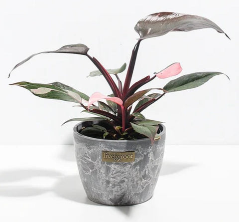 Philodendron Pink Princess