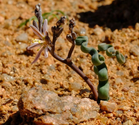 Trachyandra Tortilis